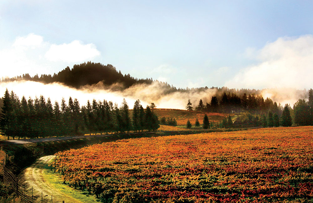 Best Things to Do in Healdsburg CA (2019-20)