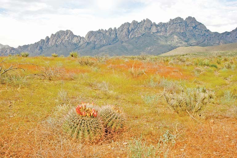 Things to Do in Las Cruces (NM) New Mexico